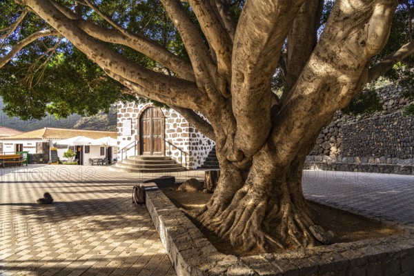 Giant tree in the Plaza de Masca square in front of the Ermita de la Inmaculada Concepción church, Masca, Tenerife, Canary Islands, Spain, Europe