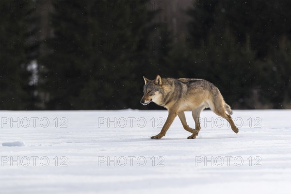 One male eurasian gray wolf (Canis lupus lupus) walking thru deep snow with a forest in the background