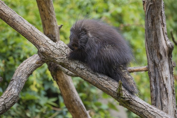 One North American porcupine (Erethizon dorsatum), or Canadian porcupine resting on a branch. A forest in the background