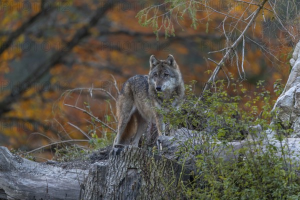 One eurasian gray wolf (Canis lupus lupus) standing between logs on a hill with a forest in fall colours in the background