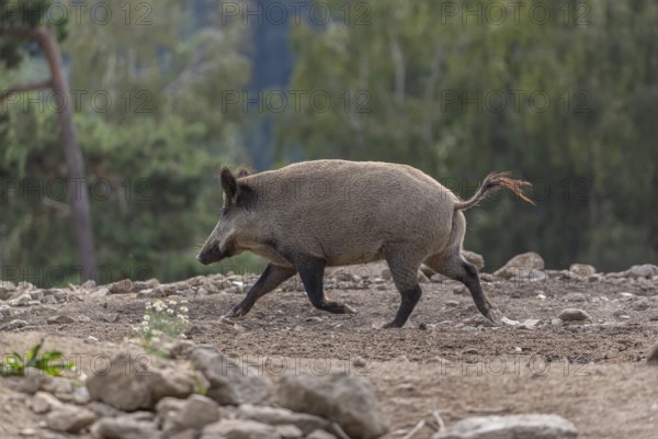 One wild boar or wild pig (Sus scrofa) running fast over an opening