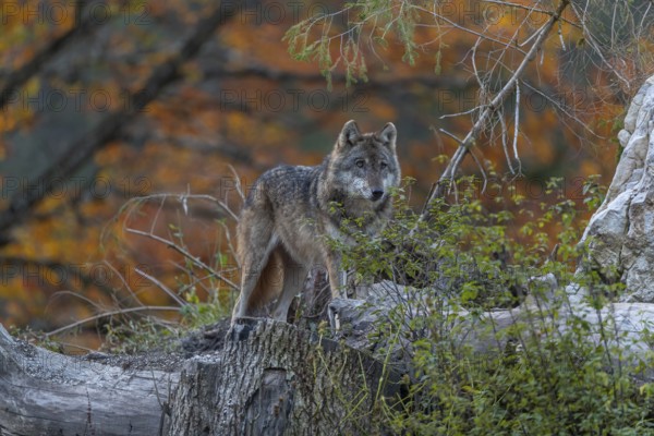 One eurasian gray wolf (Canis lupus lupus) standing between logs on a hill with a forest in fall colours in the background
