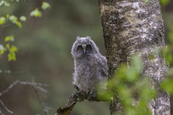 One young long-eared owl (Asio otus), sitting on a branch of a tree. Green vegetation in the background