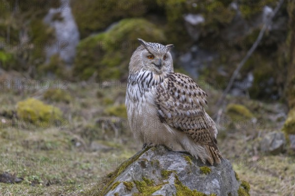 One Siberian Eagle Owl (Bubo bubo sibiricus) sitting on a mossy rock with rocks and grass in the background