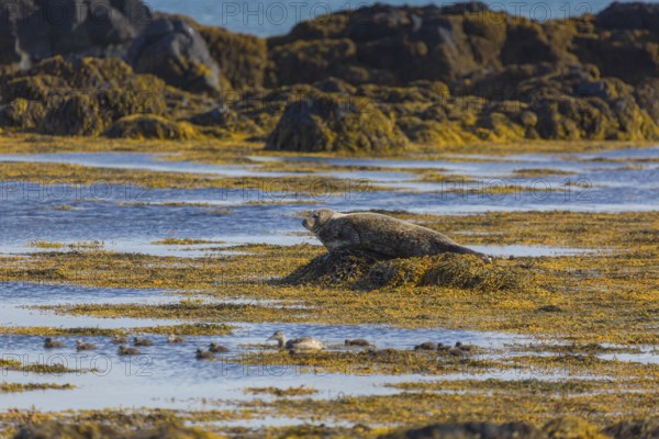 One harbor seal (Phoca vitulina), also known as the common seal, resting on a rock at the coast of Ytri Tunga, Iceland, Europe