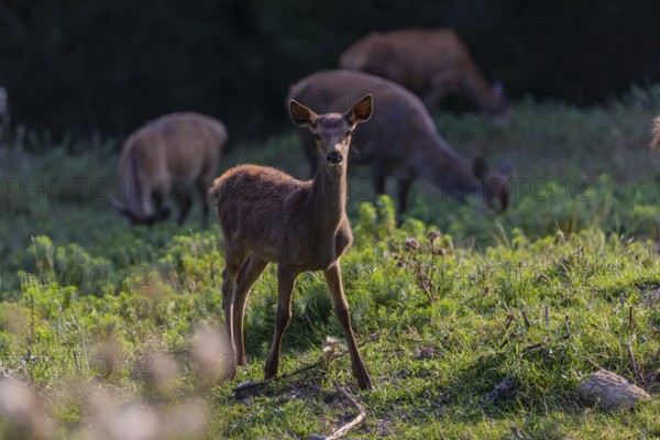 One Red Deer fawn (Cervus elaphus) standing on a green meadow. A dark forest in the background
