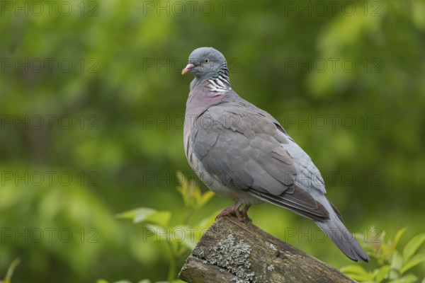 One common wood pigeon (Columba palumbus) standing on a fallen tree. Green vegetation in the background