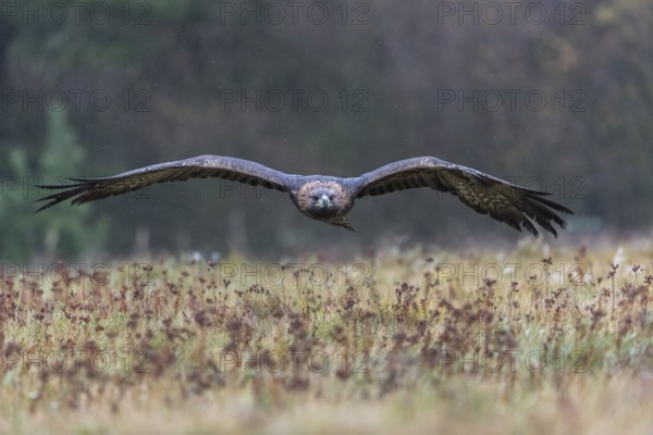 One golden eagle (Aquila chrysaetos) flying over a meadow during snow fall. A forest in the background