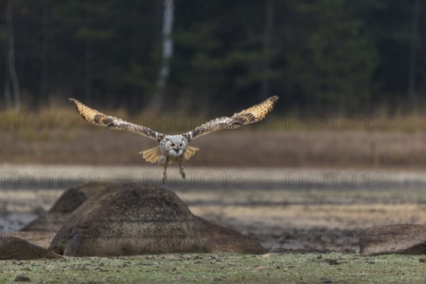 One Siberian Eagle Owl (Bubo bubo sibiricus) flying over a dry lakeshore on an autumnal misty cold morning