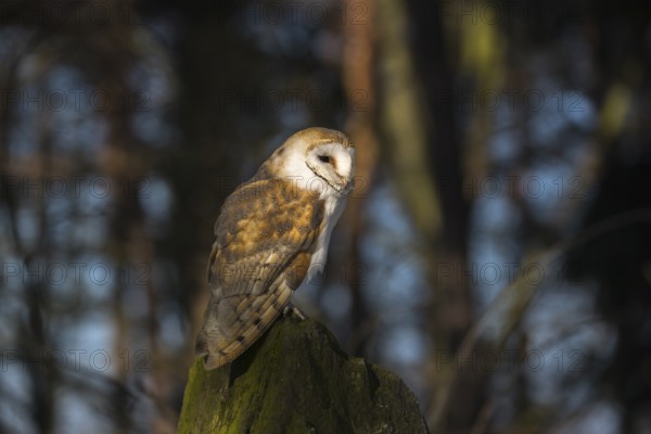 One barn owl (Tyto alba) sitting on top of a tree stump. Spotlight on the bird and dark trees in the background