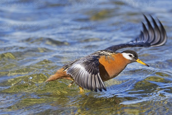 Red phalarope, grey phalarope (Phalaropus fulicarius) female in breeding plumage taking off from pond on the tundra in spring, Svalbard, Norway, Europe