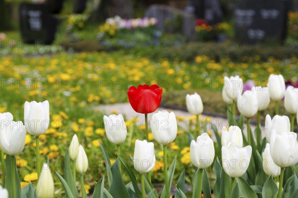 Gönningen tulip blossom, historical cemetery Gönningen, tulips (Tulipa), flowers, white, red blossoms, spring bloomers, bulbous flower genus, old tradition, custom, custom, tulip show, Tulip Sunday at the foot of the Swabian Alb, Gönningen, district of Reutlingen, Baden-Württemberg, Germany, Europe