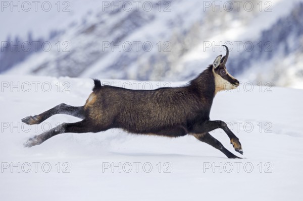 Alpine chamois (Rupicapra rupicapra) female in dark winter coat running down snow covered mountain slope in the European Alps