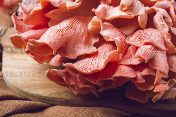 Pink oyster mushroom, bunch, close-up, raw, no people