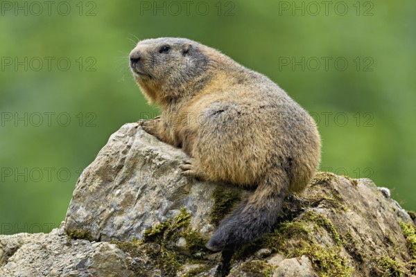 Alpine marmot (Marmota marmota), sitting on rocks, Switzerland, Europe