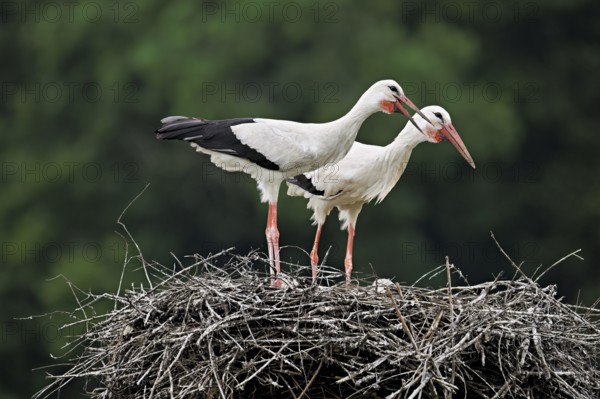 White storks (Ciconia ciconia), mating pair standing on eyrie, Canton Aargau, Switzerland, Europe