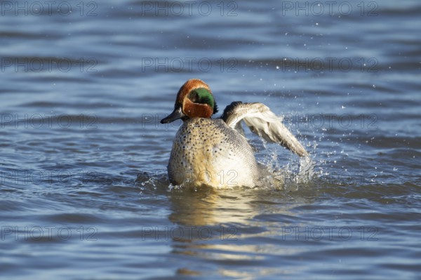 Common teal duck (Anas crecca) adult male bird bathing in a lake, England, United Kingdom, Europe