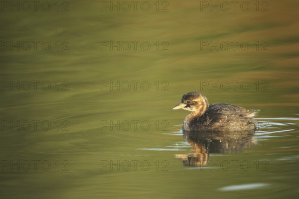 Little grebe (Tachybaptus ruficollis) young bird, Allgäu, Bavaria, Germany, Allgäu, Bavaria, Germany, Europe