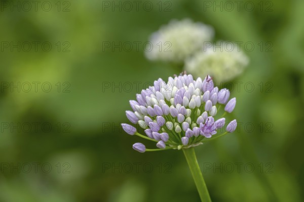 Perennial ornamental leek (Allium senescens), North Rhine-Westphalia, Germany, Europe