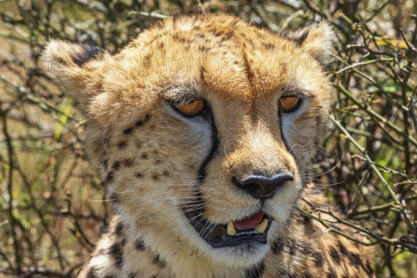 Close up of a Cheetah (Acinonyx jubatus) with an intense searching look in the bush, Maasai Mara National Reserve, Kenya, Africa