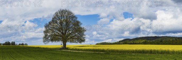 Lime tree (Tilia) on the Hödinger Berg, Hödingen, Lake Constance district, Upper Swabia, Baden-Württemberg, Germany, Europe