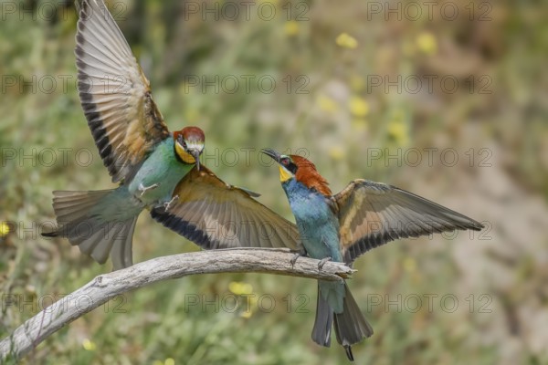 European bee-eater (Merops apiaster) on the lookout for a mate in spring. Kaiserstuhl, Freiburg im Breisgau, Baden-Württemberg, Germany, Europe