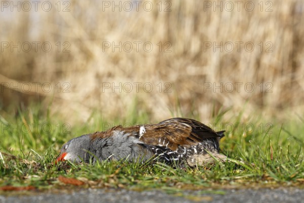 Water rail (Rallus aquaticus), roadside casualty, Flusslandschaft Peenetal nature park Park, Mecklenburg-Western Pomerania, Germany, Europe