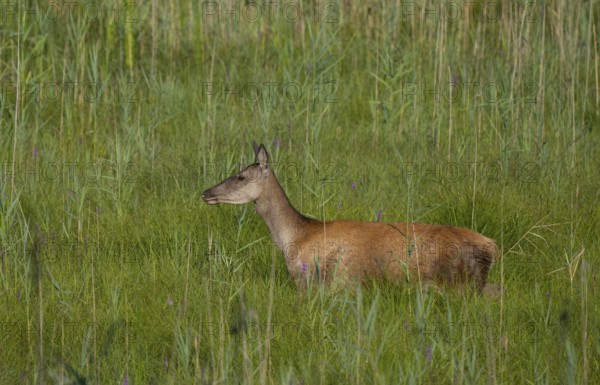 Doe (Cervus elaphus), meadow, Lower Austria
