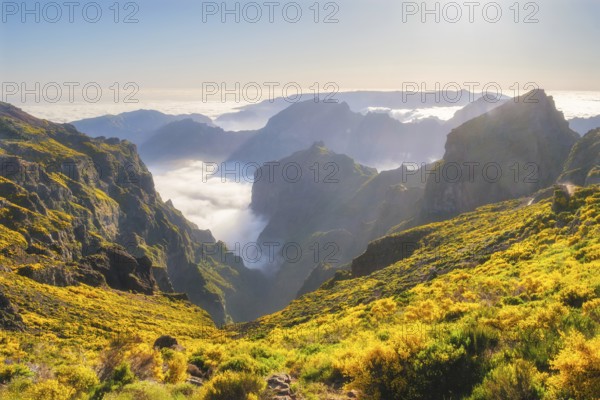 View from Pico do Arieiro of mountains over clouds with blooming Cytisus shrubs on sunset with sunburst. Madeira island, Portugal, Europe