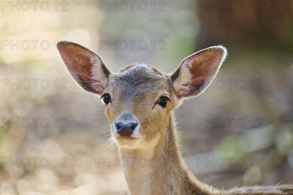 European fallow deer (Dama dama) youngster, portrait, in a forest, Bavaria, Germany, Europe