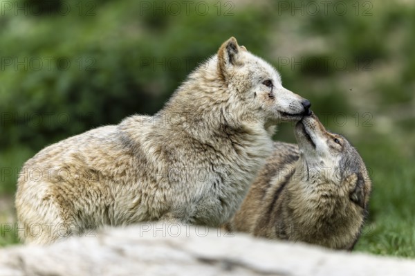 Two wolves interacting in a green, natural environment, possibly showing social bonding, Timberwolf, American wolf (Canis lupus occidentalis)
