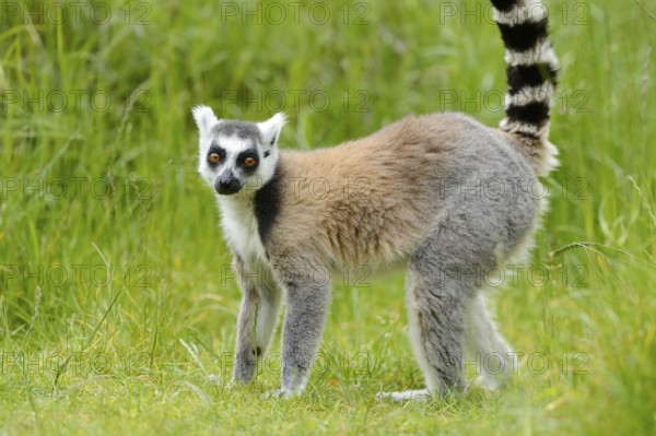 Ring-tailed lemur (Lemur catta) on a meadow, captive, Zoo Augsburg