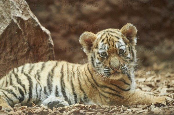 Close-up of a Siberian tiger (Panthera tigris altaica) cub, captive