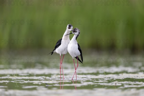 Black-winged Black-winged Stilt (Himantopus himantopus), couple making love in the water, Neusiedler See-Seewinkel National Park, Burgenland, Austria, Europe