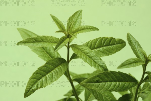 Lemon verbena, close-up of the plant, Aloysia citrodora