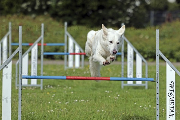 White Swiss Shepherd, Agility