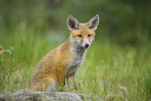 Red fox (Vulpes vulpes), young fox sitting in the green grass of a forest, summer, Hesse, Germany, Europe