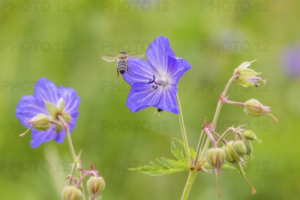 Meadow cranesbill (Geranium pratense) . Eninger Weide on the Swabian Alb, Eningen unter Achalm, Baden-Württemberg, Germany, Europe