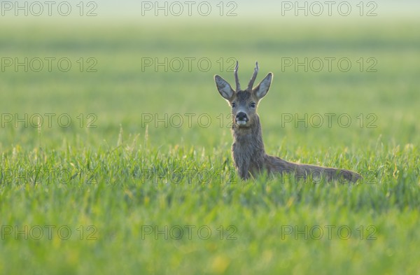 European roe deer (Capreolus capreolus), roebuck standing in a grain field and looking attentively, wildlife, Thuringia, Germany, Europe