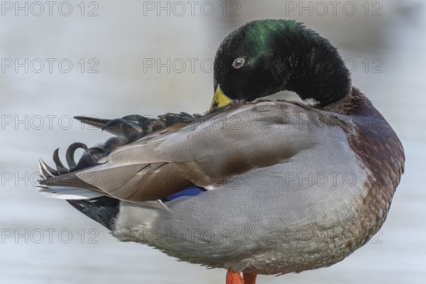 Male mallard duck (Anas platyrhynchos) resting by a river in spring. Bas Rhin, Alsace, France, Europe