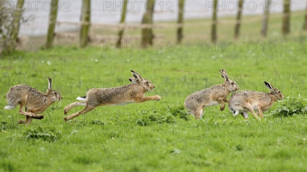 Several hares (Lepus europaeus) running and playing in a meadow during the mating season, Lower Rhine, North Rhine-Westphalia, Germany, Europe