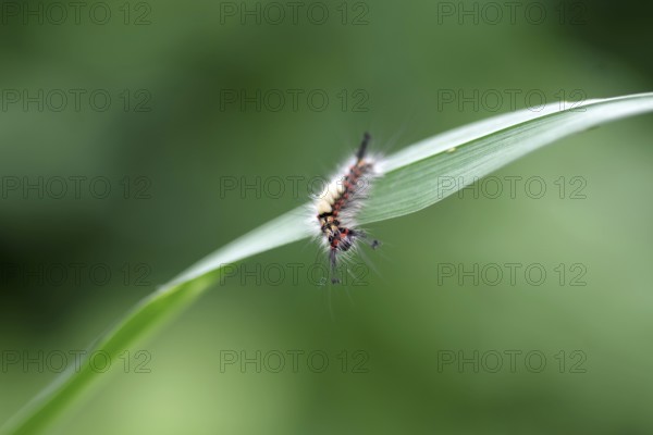 Rusty tussock moth (Orgyia antiqua), caterpillar, macro, moth, colourful, blade of grass, The caterpillar of the blackthorn brush moth is conspicuously hairy with yellowish brushes