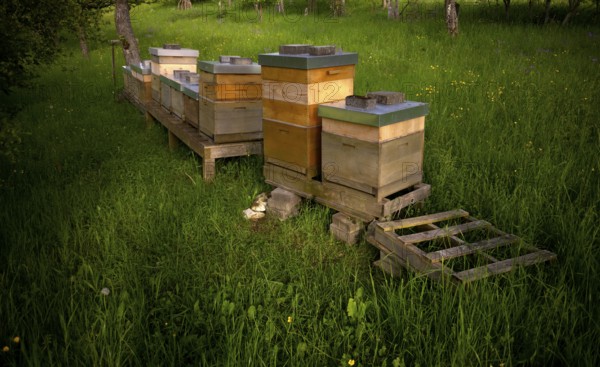 Beehives, meadow orchard, Römerstein, Swabian Alb biosphere reserve, Baden-Württemberg, Germany, Europe