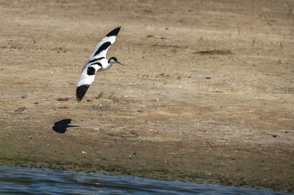Black-capped avocet (Recurvirostra avosetta) approaching to land