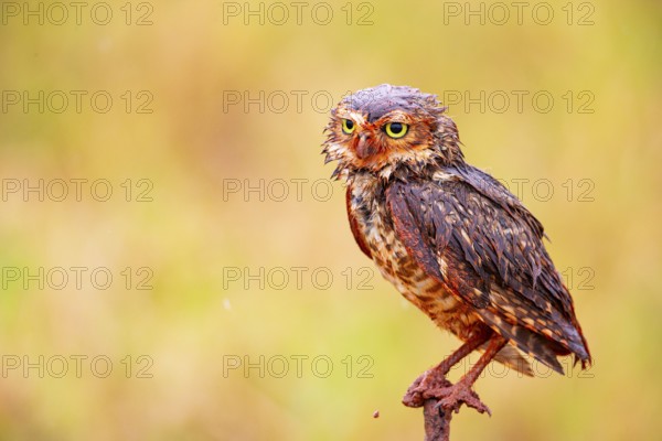 Burrowing owl (Speotyto cunicularia) Pantanal Brazil