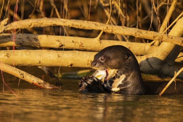 Giant otter (Pteronura brasiliensis) Pantanal Brazil