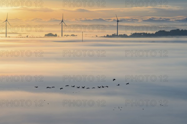 Flock of Cranes migrating south in a foggy landscape with wind turbines rising above the fog in autumn
