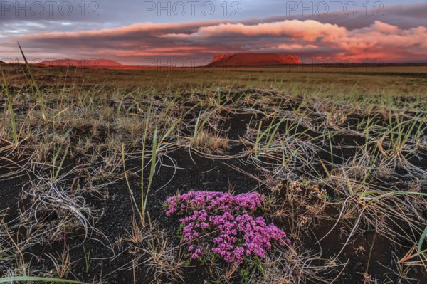 Small pink flowers in a lava field, volcanic crater behind, cloudy mood, midnight sun, summer, Burfellshraun, North Iceland, Iceland, Europe