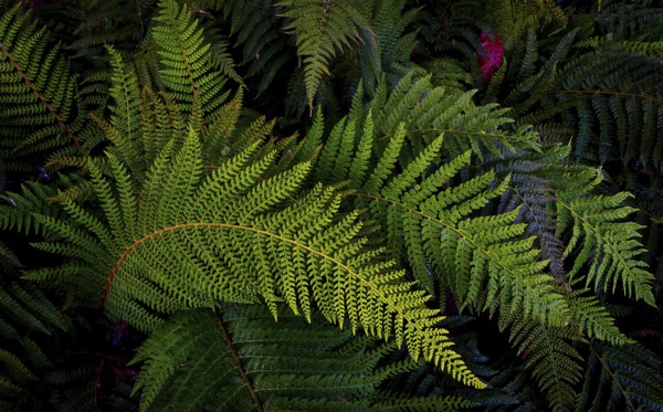 Nature, Plant, Fern, Tracheophyta, green