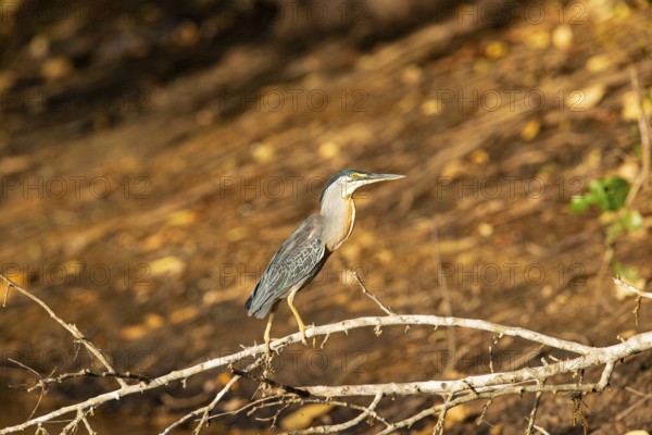 Mongrove Heron (Butorides striatus) Pantanal Brazil
